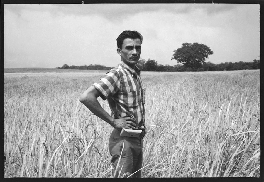 Portrait in the Rice Field
