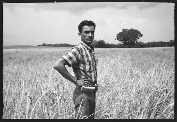Portrait in the Rice Field