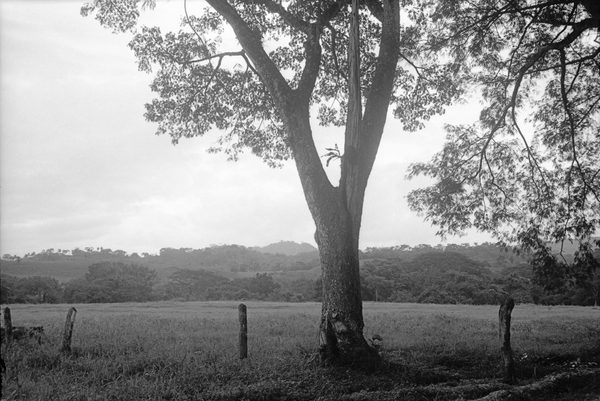 Tree and Fence