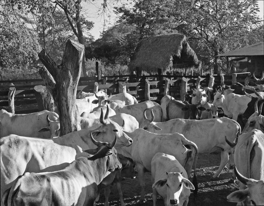 The Corral