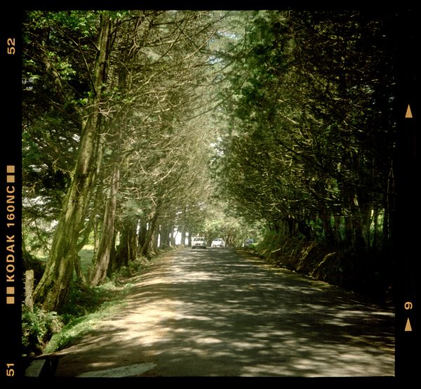 Tree-Lined Road