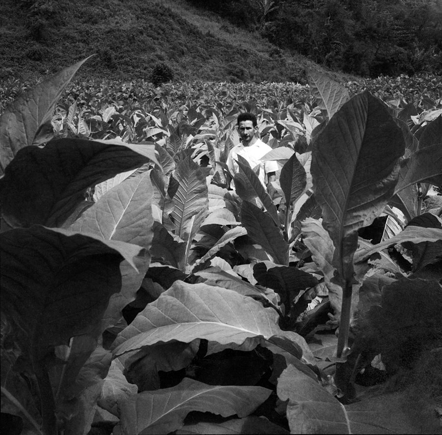 Among the Tobacco